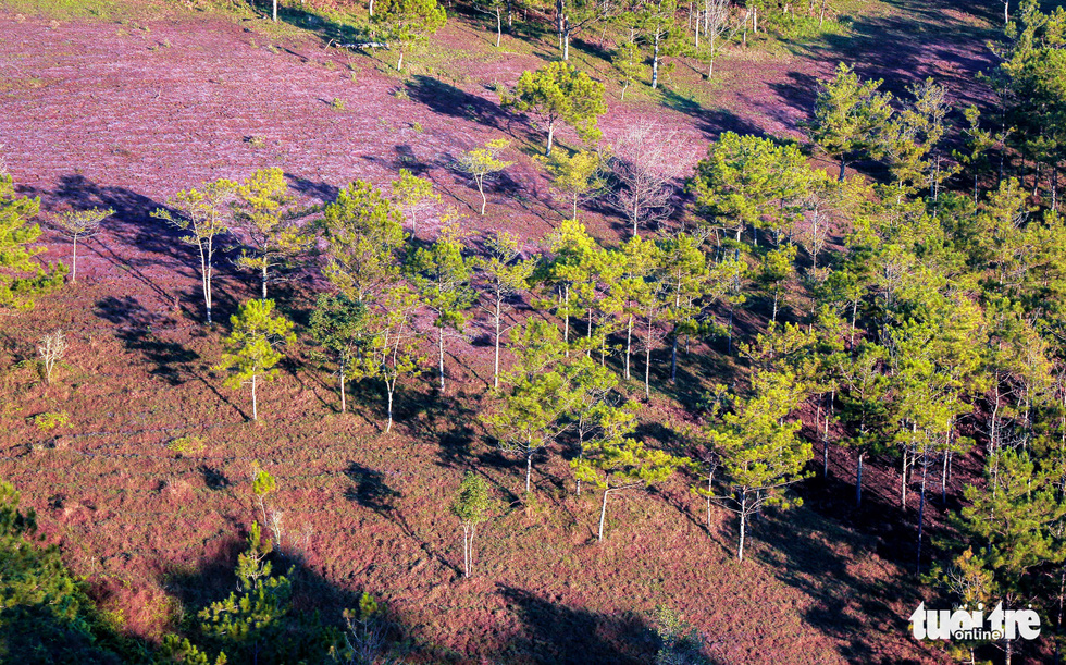 Pink grassland in the Dan Kia Lake – Golden Stream area, Lac Duong District, the Central Highlands province of Lam Dong. Photo: Dinh Van Bien / Tuoi Tre