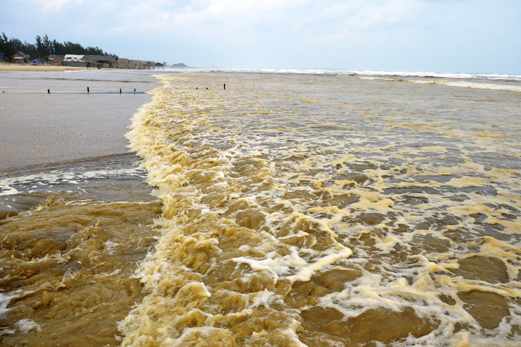Yellow foam washes up with the waves. Photo: Tran Mai / Tuoi Tre