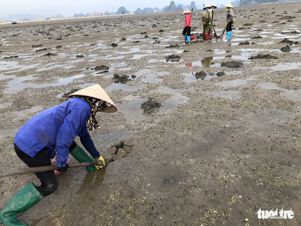 Women catch sa sung on the Chuong Xa tidal flat in Van Don District, Quang Ninh Province, Vietnam. Photo: Quang The / Tuoi Tre