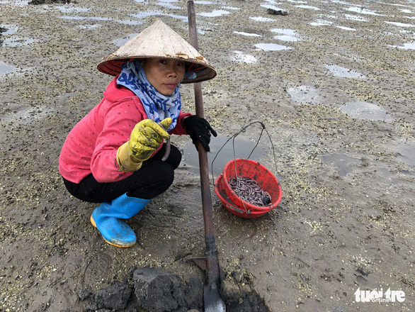 A woman catches sa sung on the Chuong Xa tidal flat in Van Don District, Quang Ninh Province, Vietnam. Photo: Quang The / Tuoi Tre