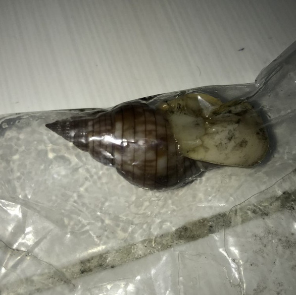 The nassa mud snail that Nguyen Thi T. ate is seen in this provided photo