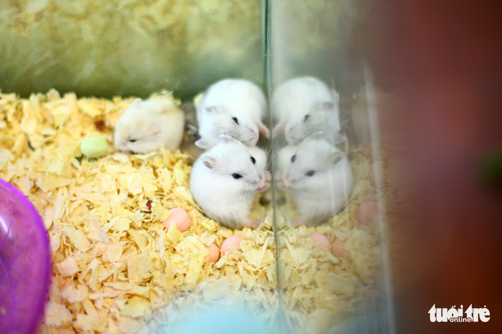 Three hamsters are seen at a pet shop in Hanoi. Photo: Mai Thuong / Tuoi Tre