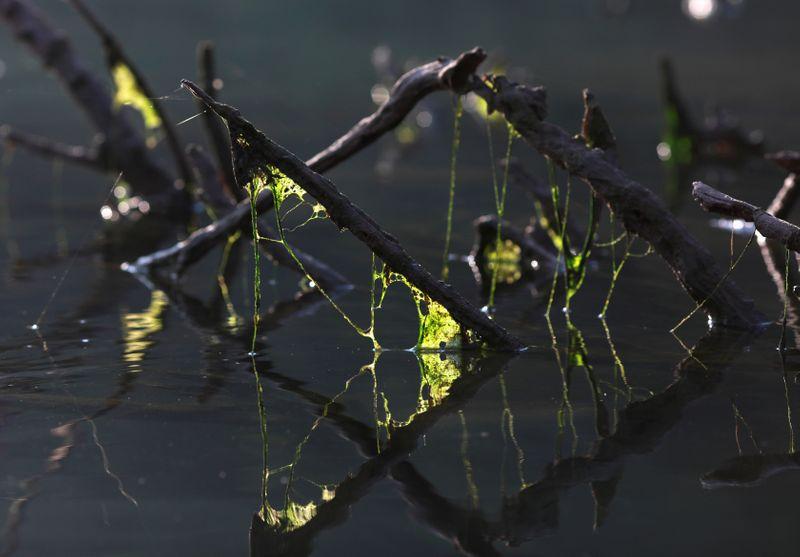 Algae are seen in a fishng net on the Mekong river bank outside Nong Khai, Thailand January 10, 2020. Photo: Reuters