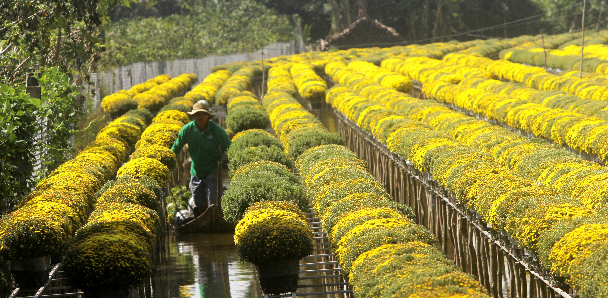 Flowers in Vietnam’s Mekong Delta ready for sale as Tet nears