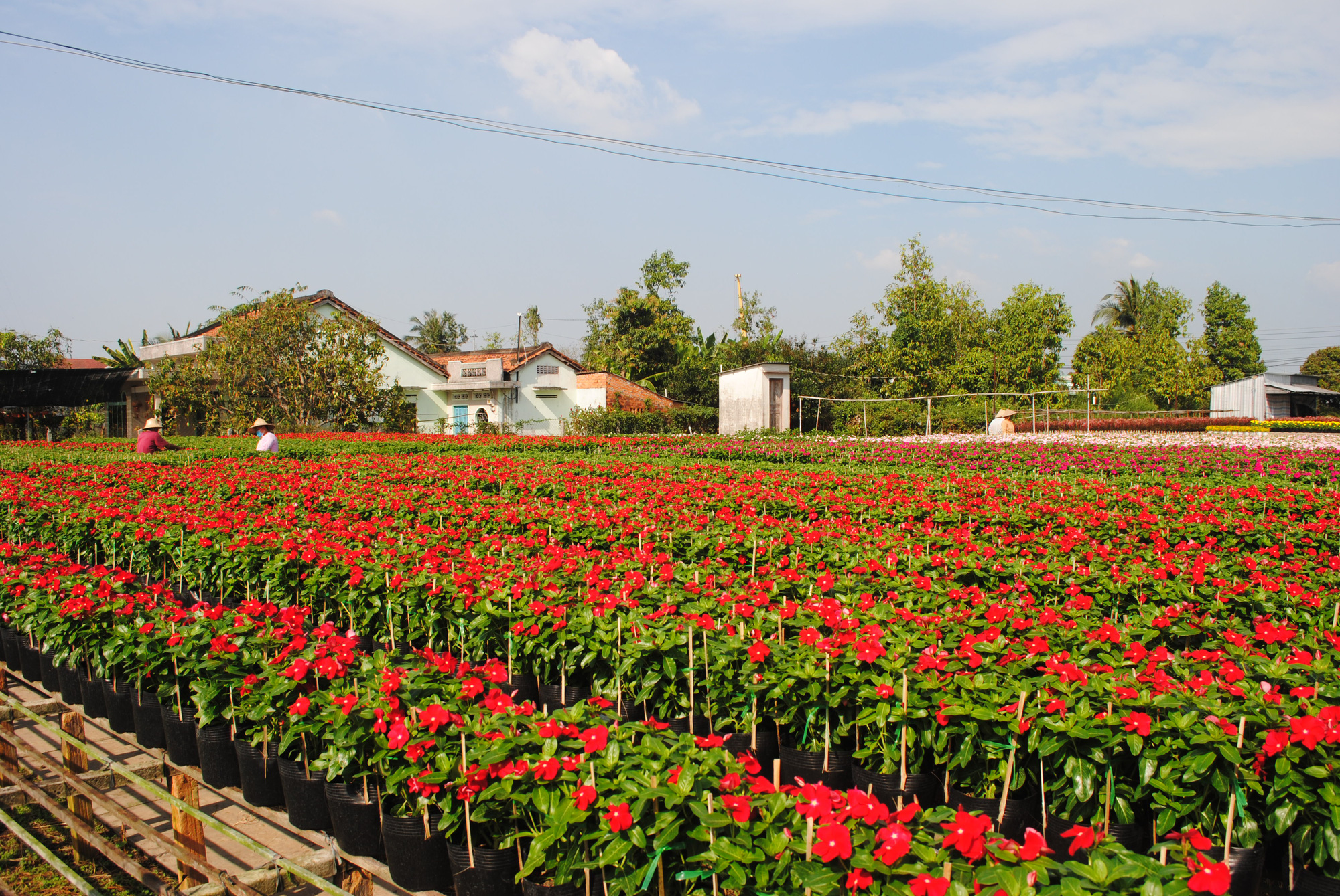 Various flower species are planted at Sa Dec Flower Village. Photo: Thanh Nhon / Tuoi Tre