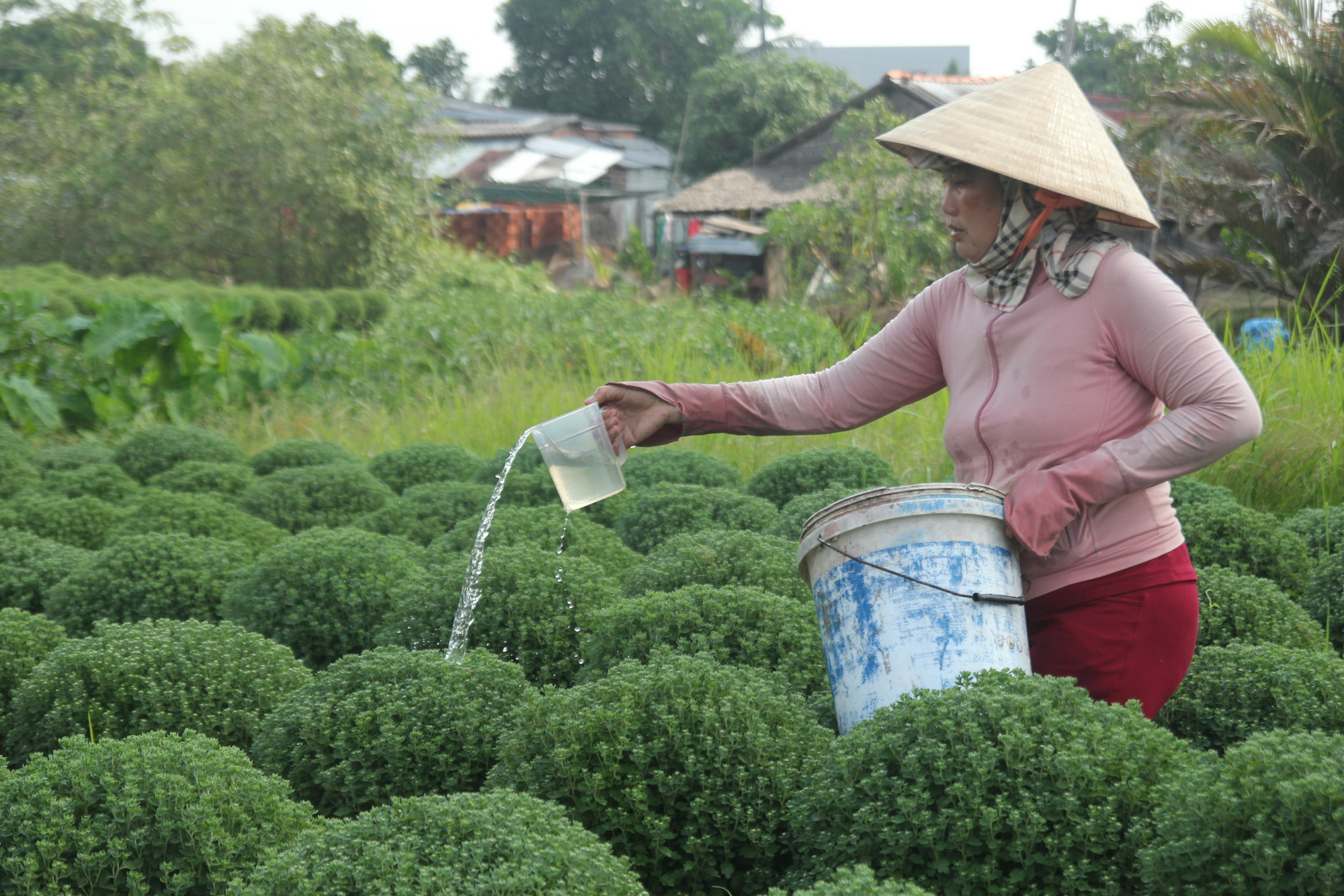 A woman water flowers at Cai Mon Flower Village in Ben Tre Province. Photo: Mau Truong / Tuoi Tre