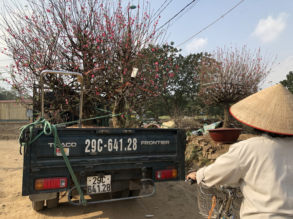 Growers sell off early-blooming peach blossoms in Nhat Tan Ward, Tay Ho District, Hanoi on January 16, 2020. Photo: Q.TH. / Tuoi Tre