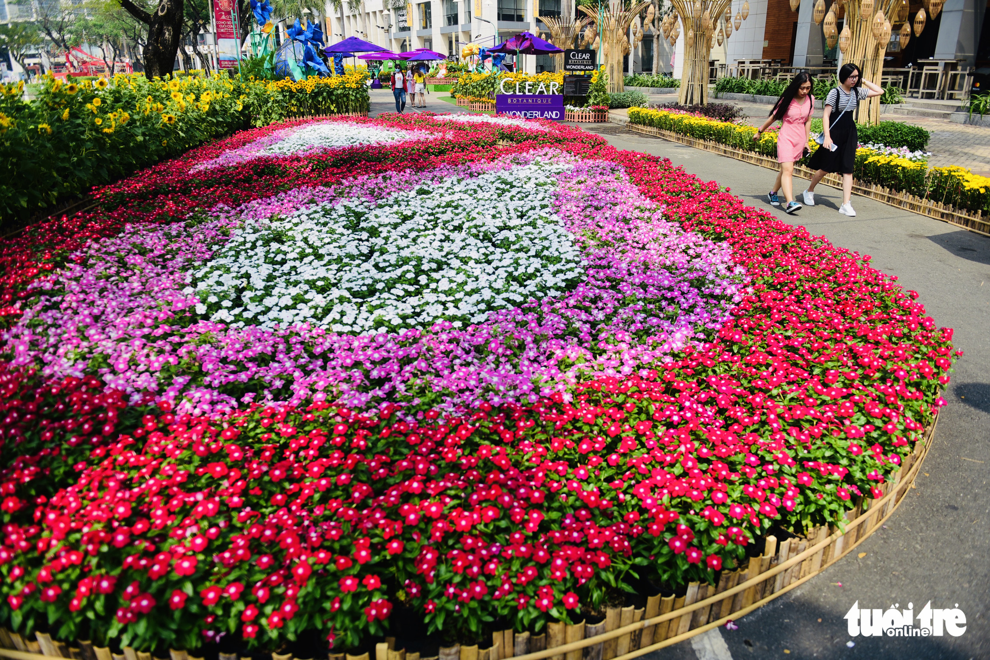 A flowery corner of the spring flower festival in Phu My Hung, District 7, Ho Chi Minh City. Photo: Quang Dinh / Tuoi Tre