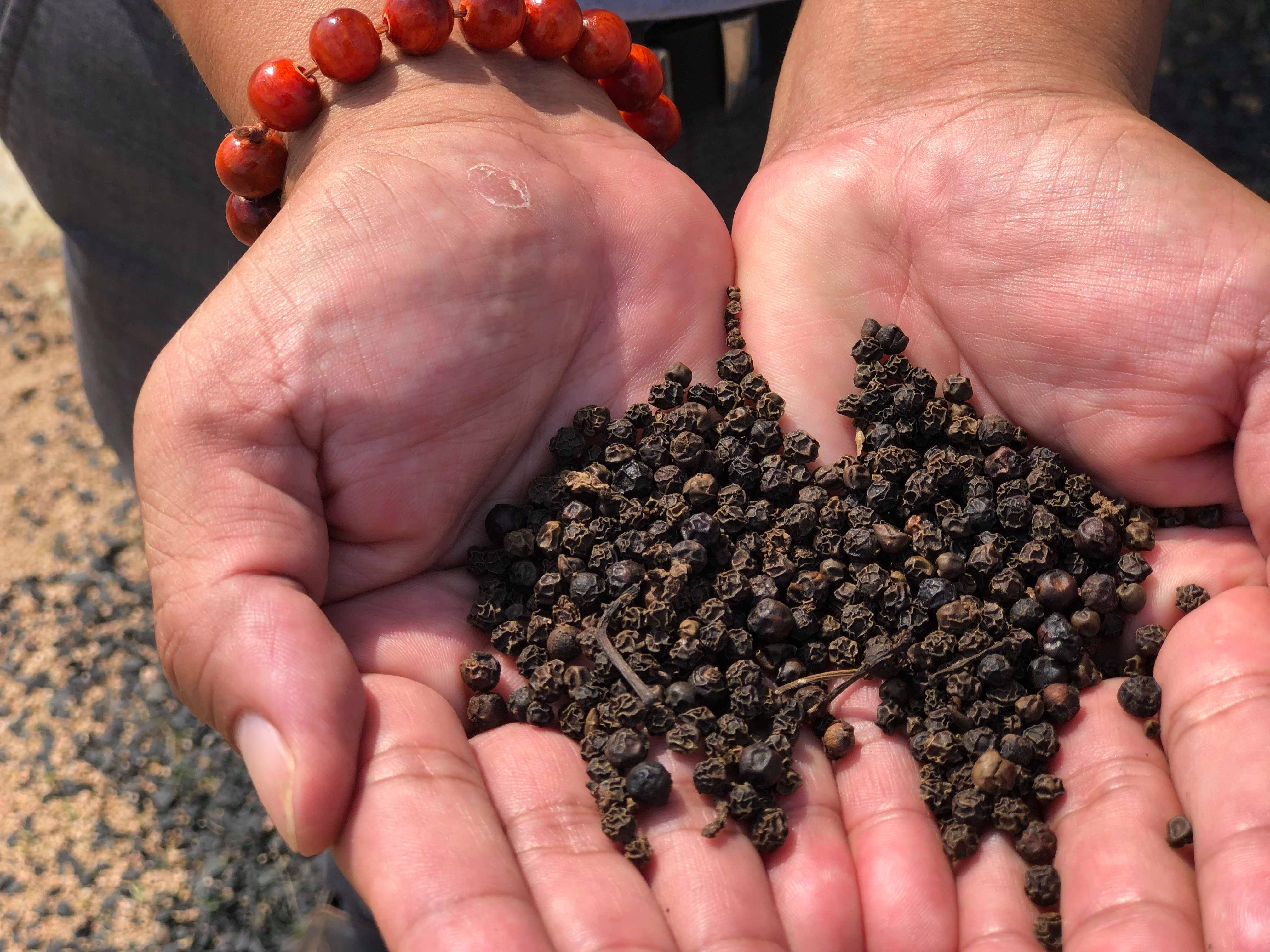 Black pepper harvested at Olam’s pepper plantation at Ia Le village, Chư Pưh district in Gia Lai province - Photo: Hong Van
