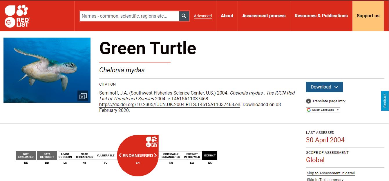 A screenshot shows green Turtle (Chelonia mydas) being listed as endangered in the International Union for Conservation of Nature’s Red List of Threatened Species.