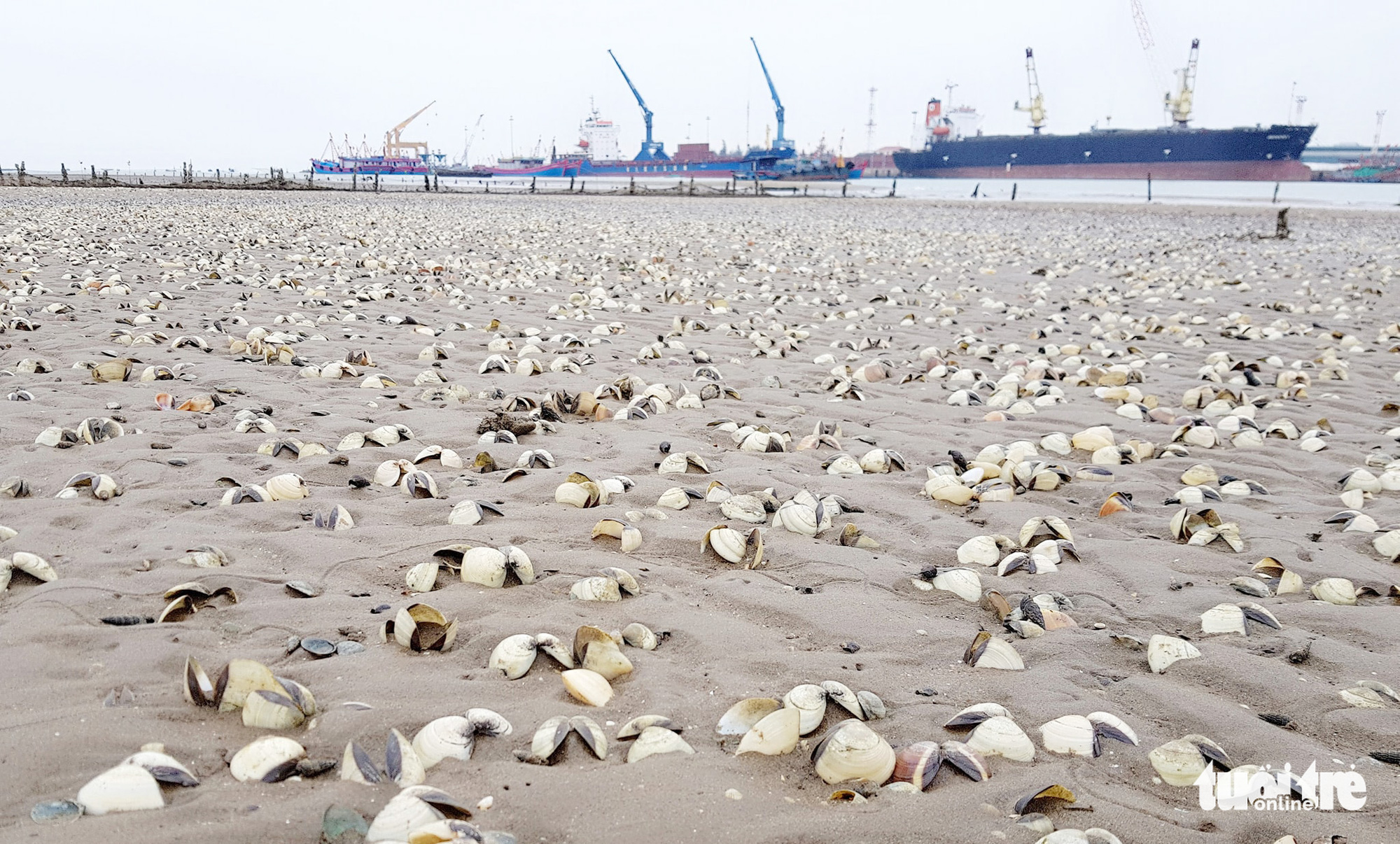Farmers suffer heavy losses as clams die en masse in north-central Vietnam