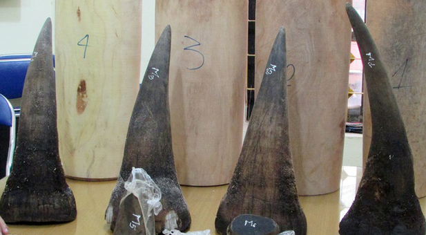 Vietnamese man arriving from S.Korea caught carrying 30kg of suspected rhino horns