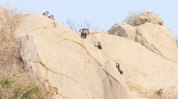 Black-shanked douc langurs are sighted in Thuan Nam District of the south-central province of Ninh Thuan, Vietnam, April 2020. Photo: Huu Phuong / Tuoi Tre