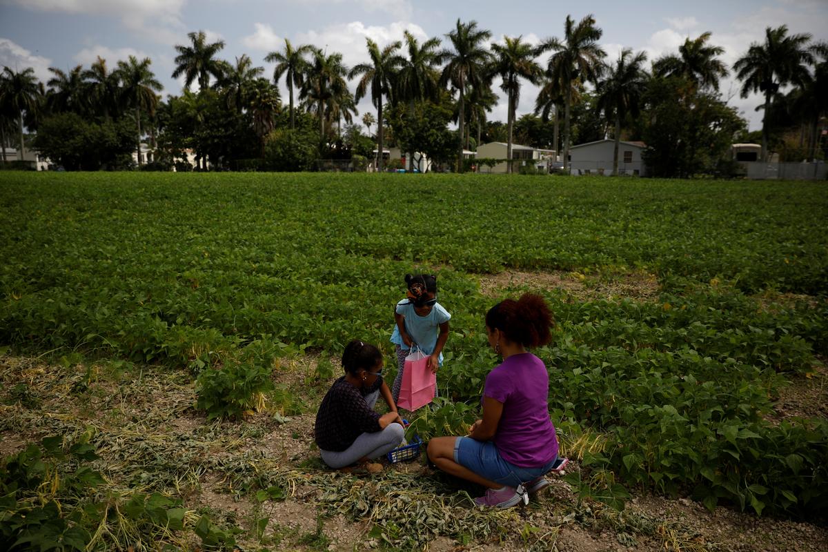 A woman and her daughters pick up green beans in a field open for people to harvest for free, as the spread of the coronavirus disease (COVID-19) continues, in Homestead, Florida, U.S., April 17, 2020. Photo: Reuters