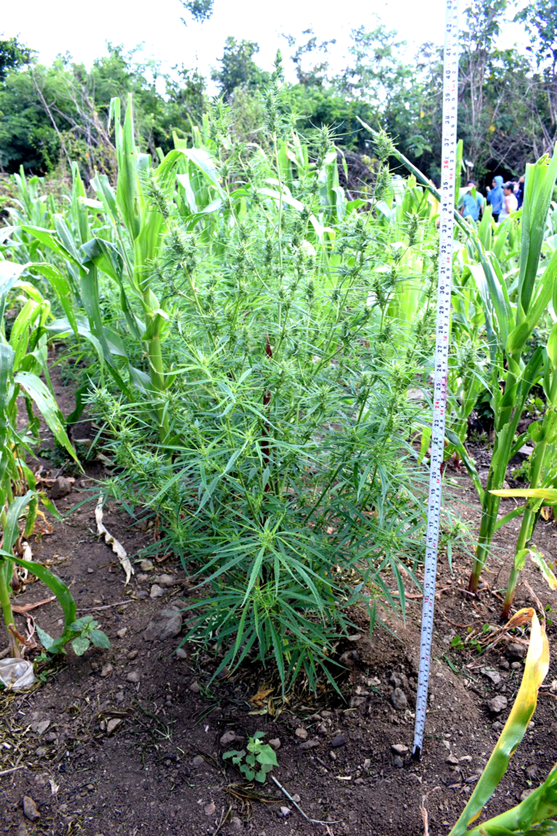 Cannabis plants are grown on a piece of land in Tuy Hoa City, Phu Yen Province. Photo: Thai Phong / Tuoi Tre