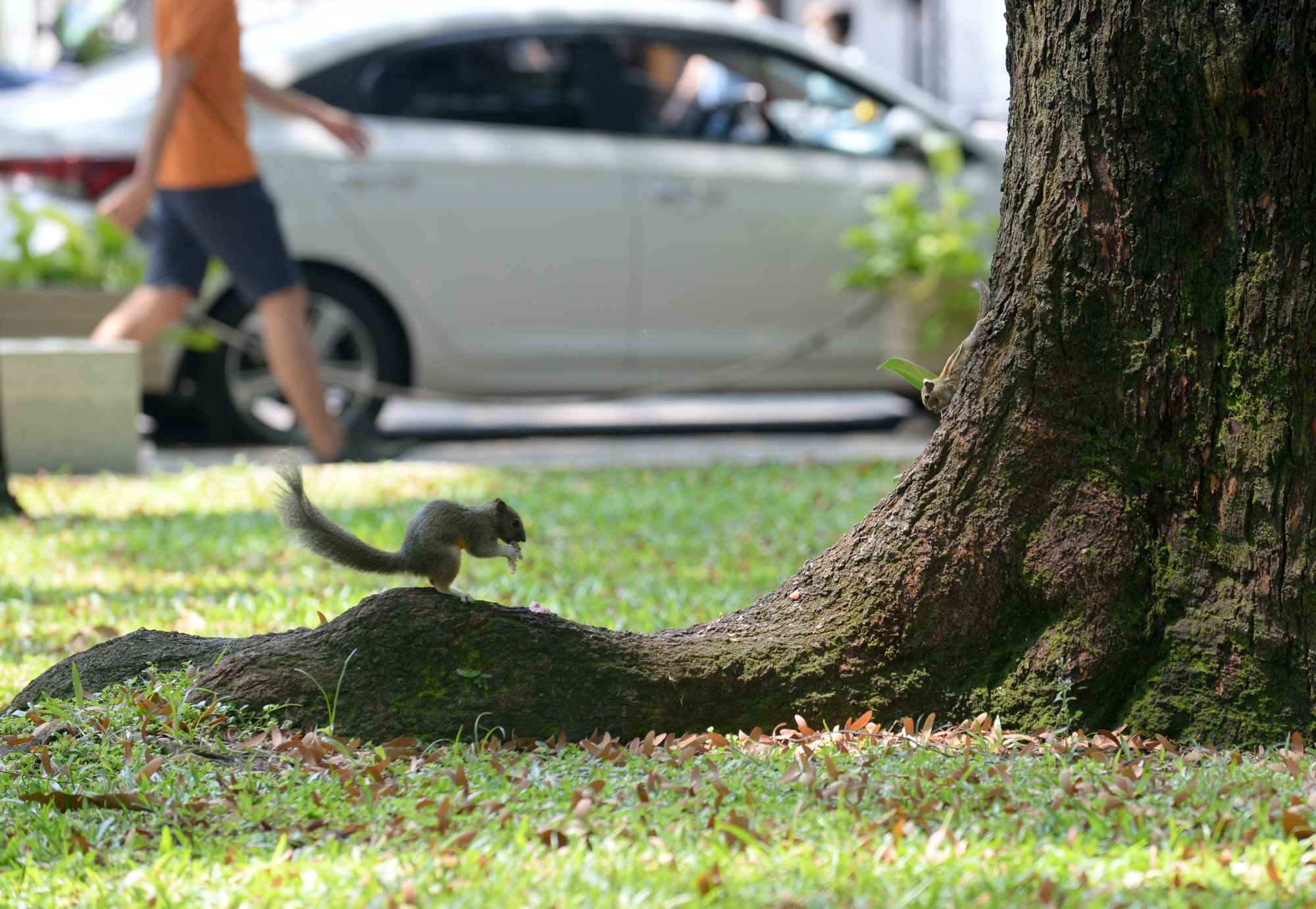 A squirrel is seen in April 30 Park in Ho Chi Minh City, Vietnam. Photo: T.T.D. / Tuoi Tre