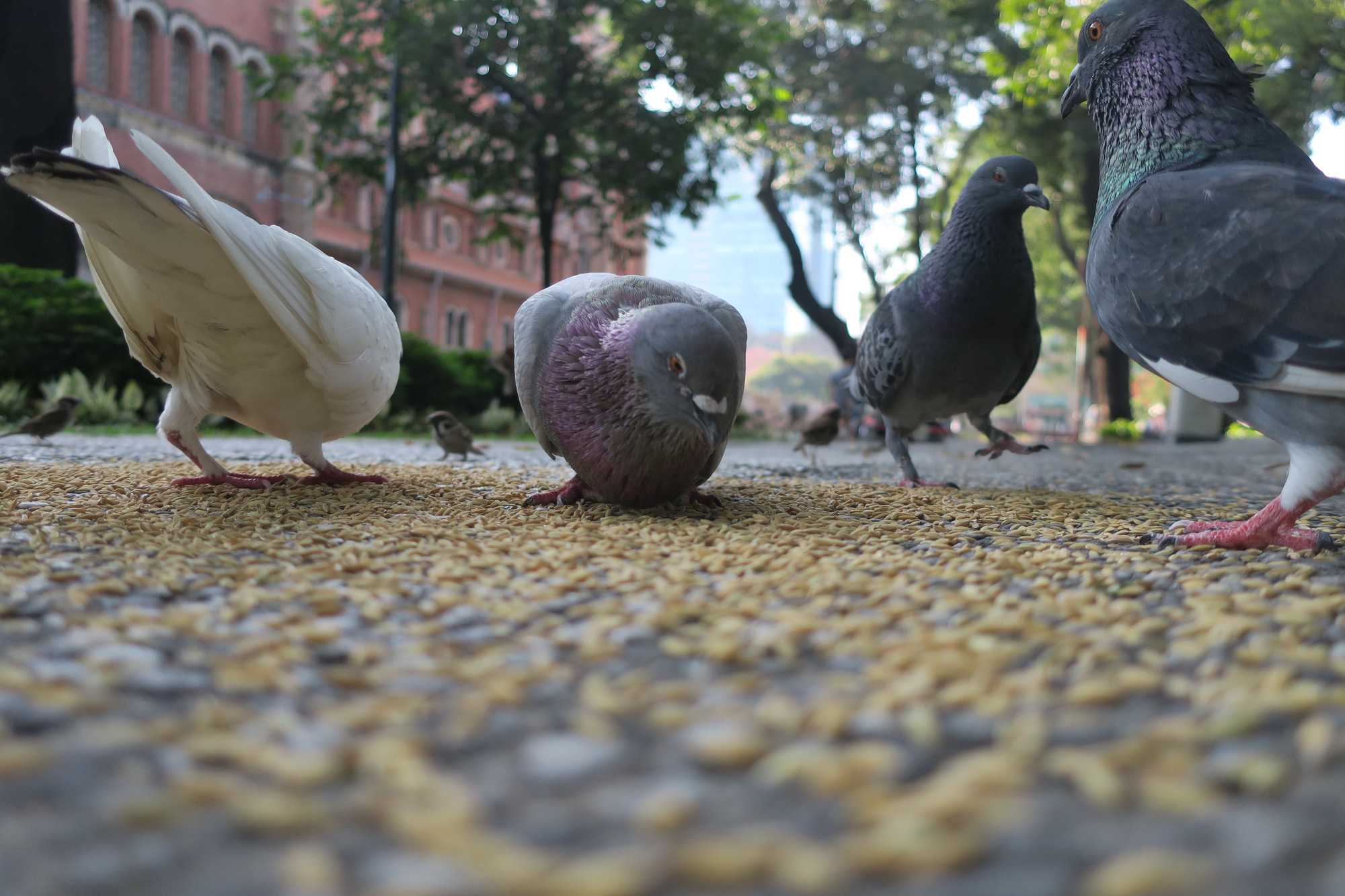 Pigeons feed on unhusked rice in April 30 Park in Ho Chi Minh City, Vietnam. Photo: T.T.D. / Tuoi Tre