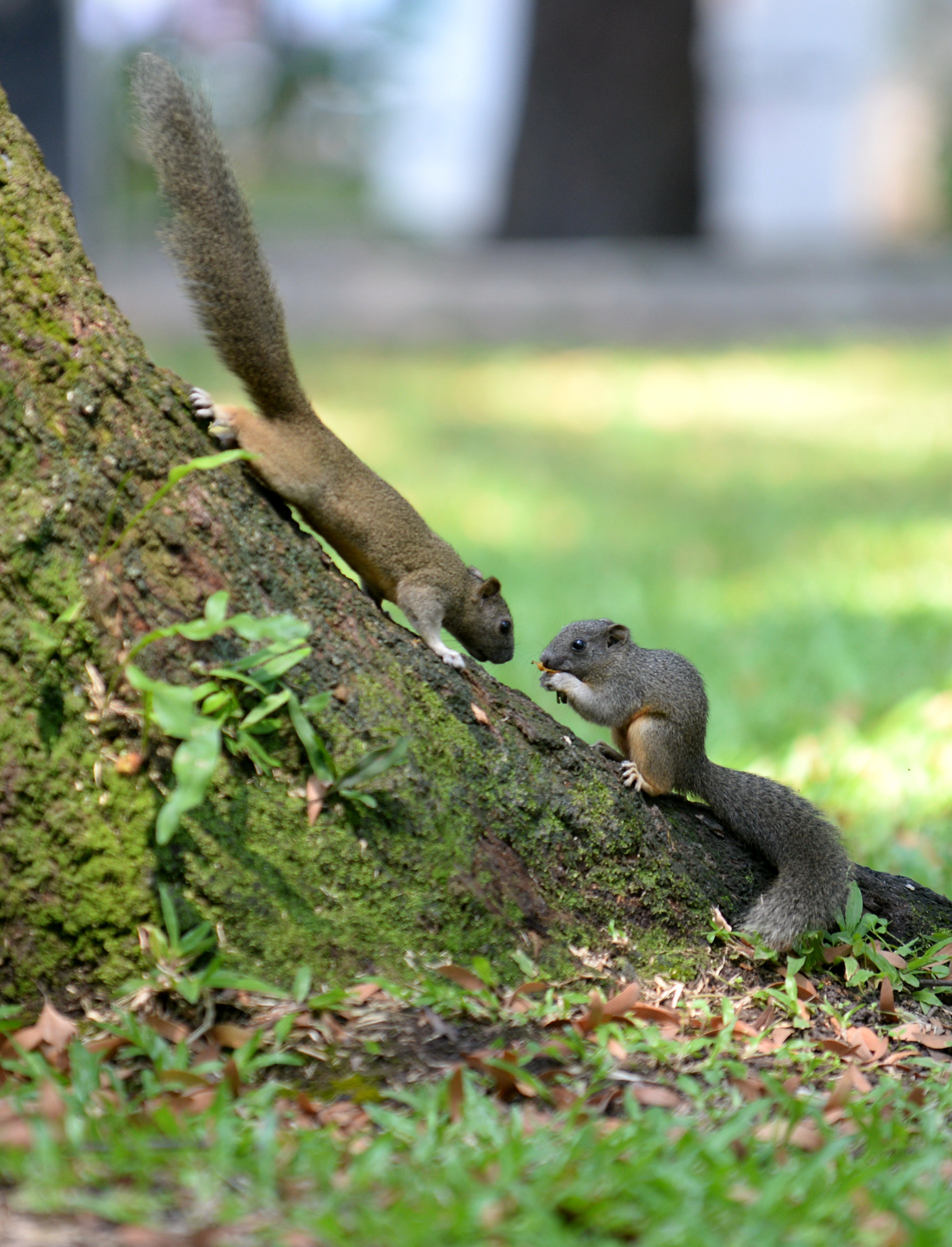 Two squirrels are seen in April 30 Park in Ho Chi Minh City, Vietnam. Photo: T.T.D. / Tuoi Tre