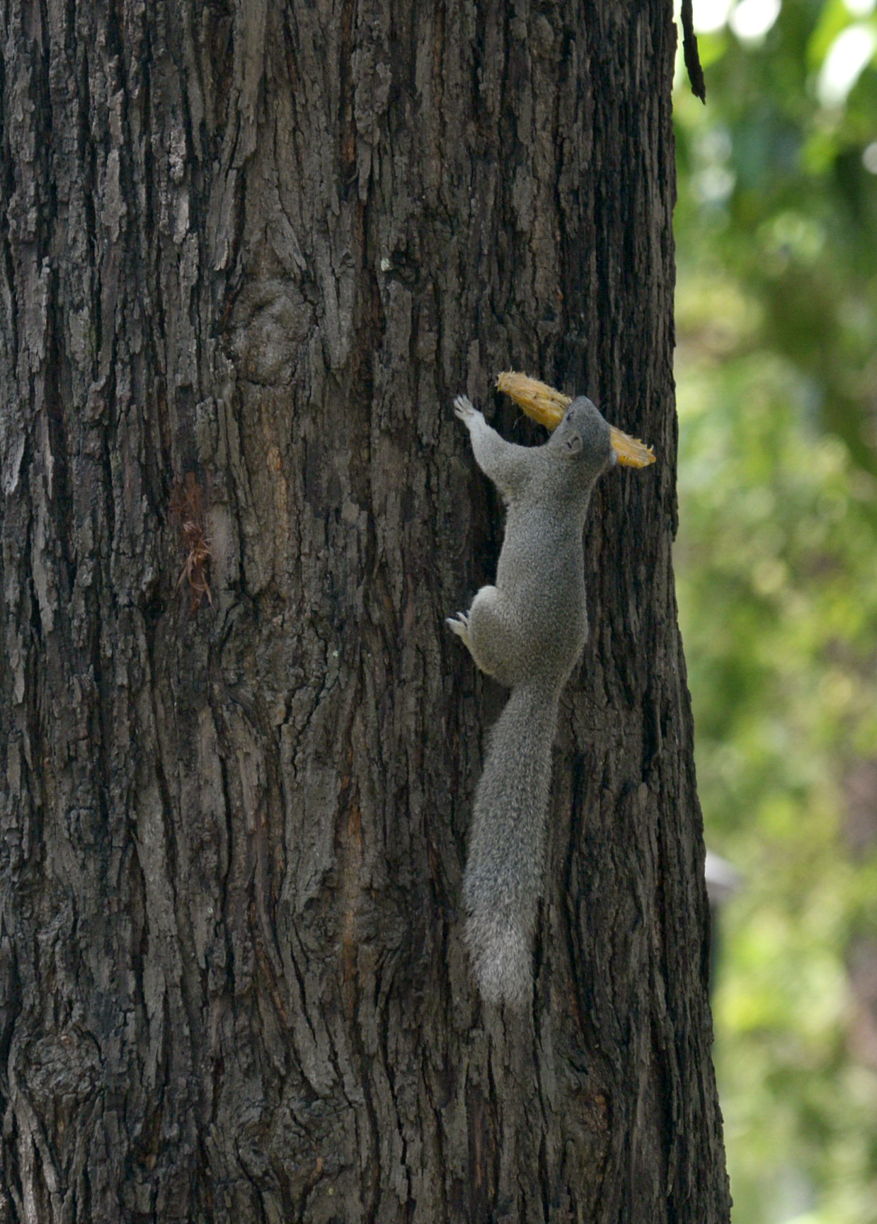 A squirrel is seen in April 30 Park in Ho Chi Minh City, Vietnam. Photo: T.T.D. / Tuoi Tre