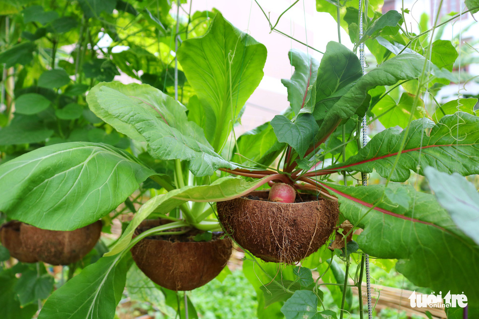 Vegetables are grown in dried coconut shells in a garden in Binh Chanh District, Ho Chi Minh City, Vietnam in this photo taken on May 16, 2020. Photo: Ngoc Phuong / Tuoi Tre