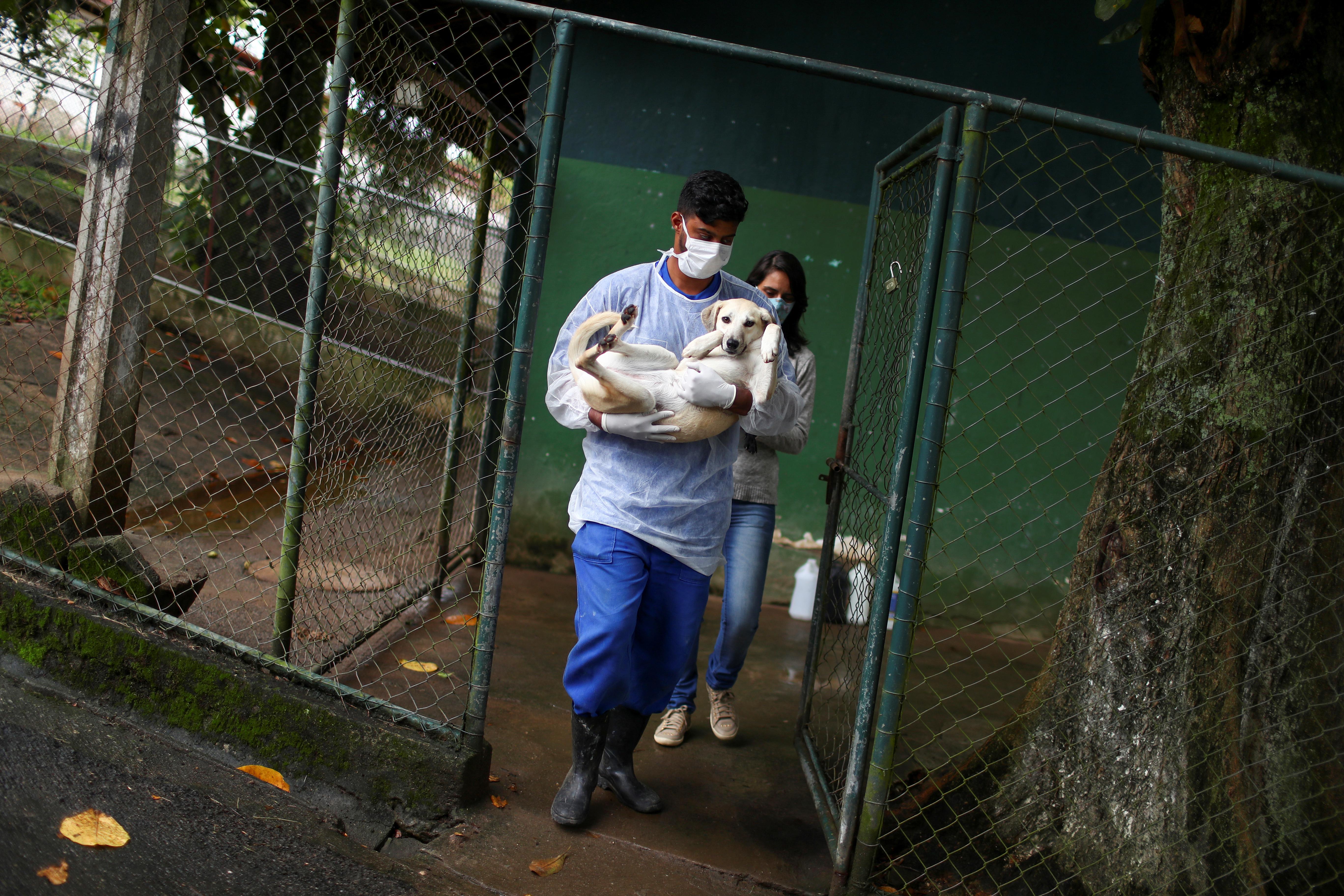 Rio pet delivery brings companionship to Brazilians in isolation