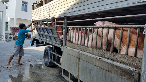 Vietnam begins importing live pigs for slaughter from Thailand