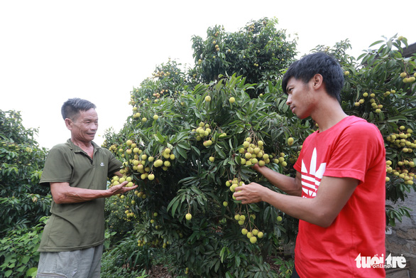 Japanese experts approve Vietnam lychee exports