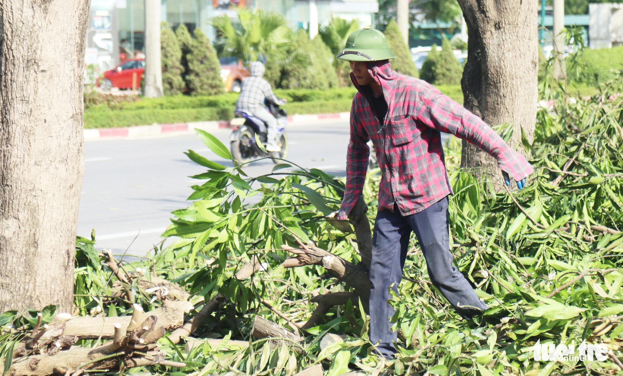 Vietnamese city trims trees en masse as intense heatwaves bake streets