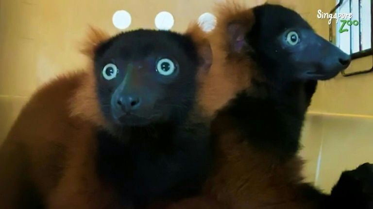 The twin red-ruffed lemurs are moved in a pet-carrier to a vet for check-up in this picture relased by Wildlife Reserves Singapore. Photo: AFP