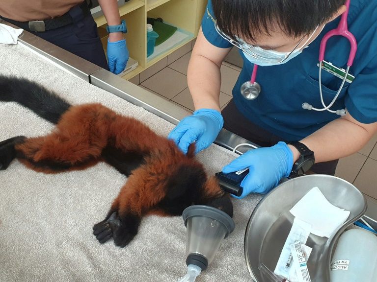 One of the  twin red-ruffed lemurs is given a full medical check-up by a vet in Singapore. Photo: AFP