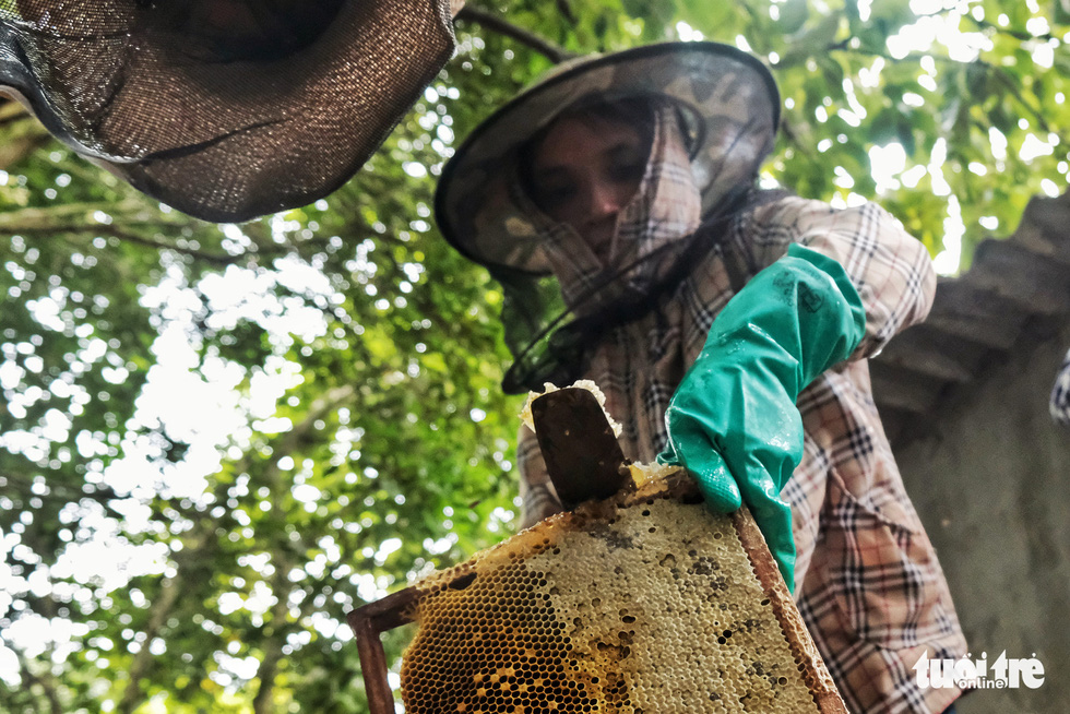 After being removed from the behive boxes, trays of honeycomb are trimmed off outside layers of wax before being put into honey extractors. Photo: Mai Thuong / Tuoi Tre