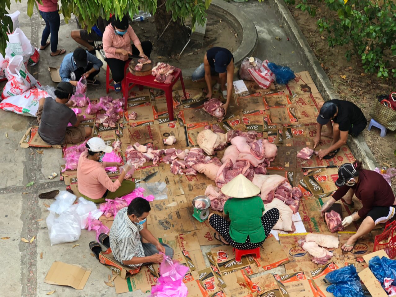 Volunteers help butcher pigs before delivering them to sequestered households in Hoi An City, Vietnam. Photo: Linh Trang / Tuoi Tre