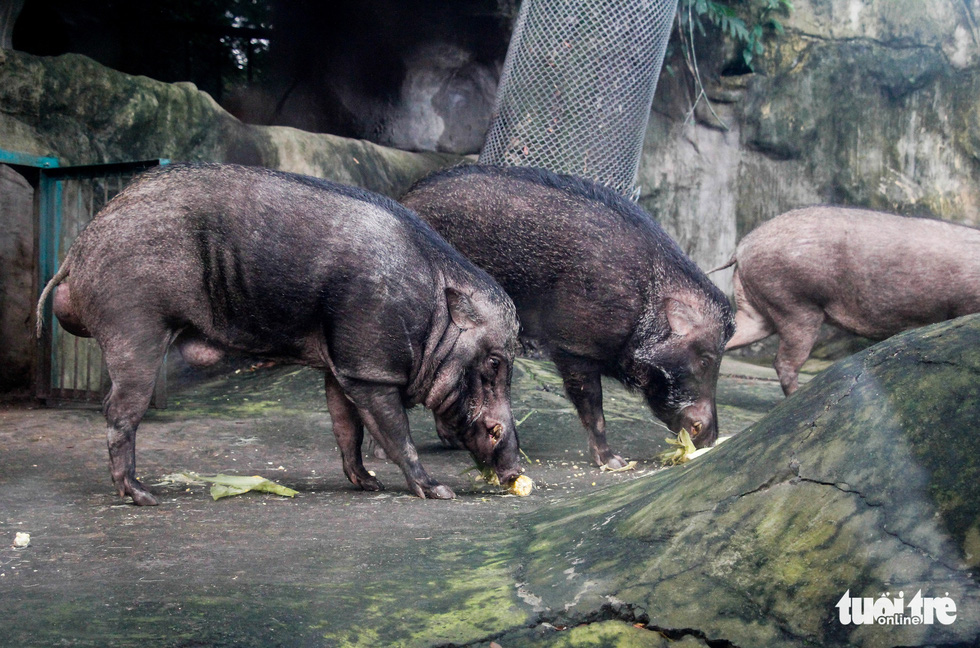 Wild boars are seen the Saigon Zoo and Botanical Gardens in Ho Chi Minh City’s District 1 on August 7, 2020. Photo: Chau Tuan/ Tuoi Tre