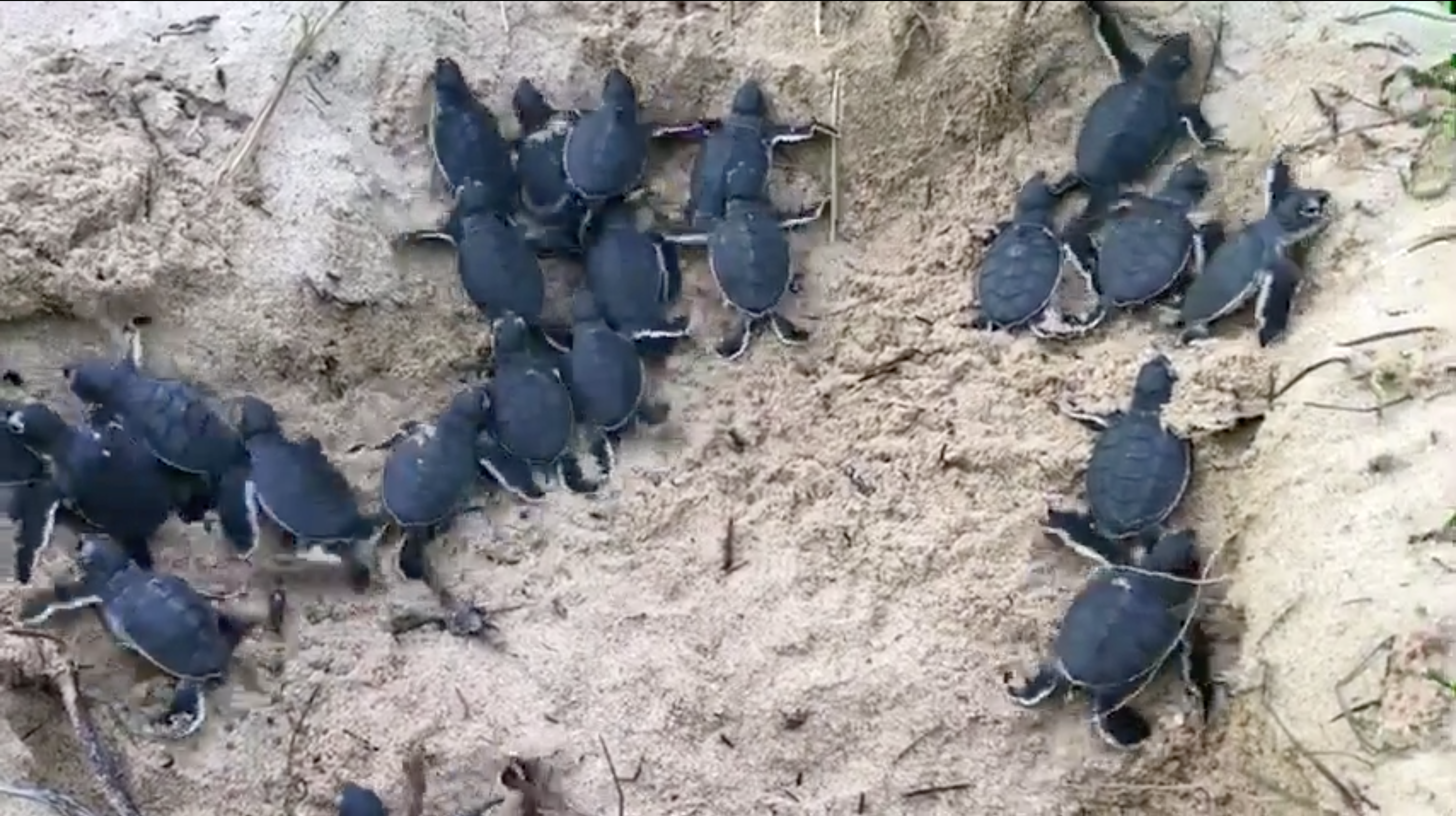 45 sea turtles hatch safely on Vietnamese island