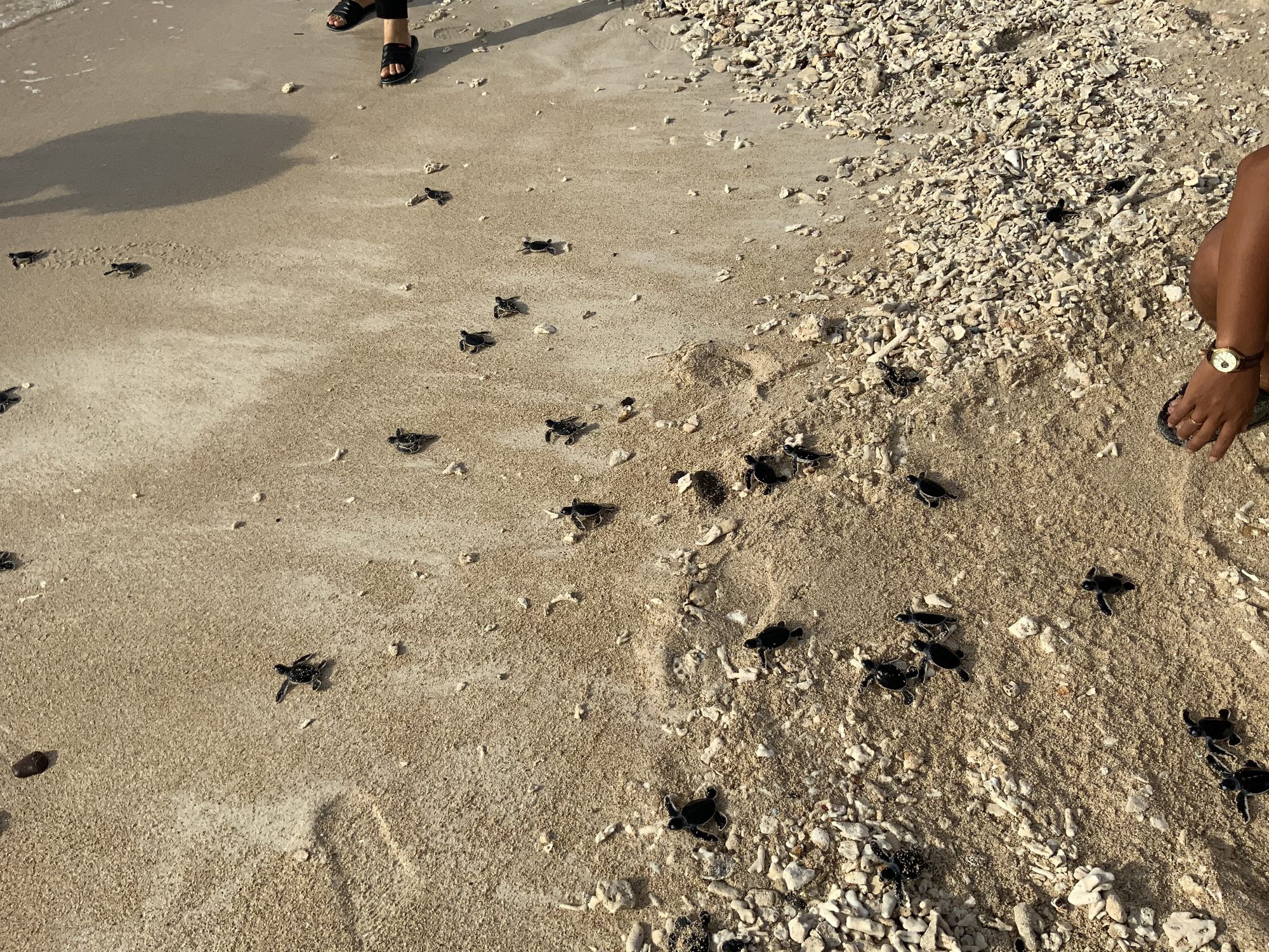 Baby sea turtles are returned to the ocean on Hon Tranh Island off Binh Thuan Province, Vietnam, August 17, 2020. Photo: Tri Beo