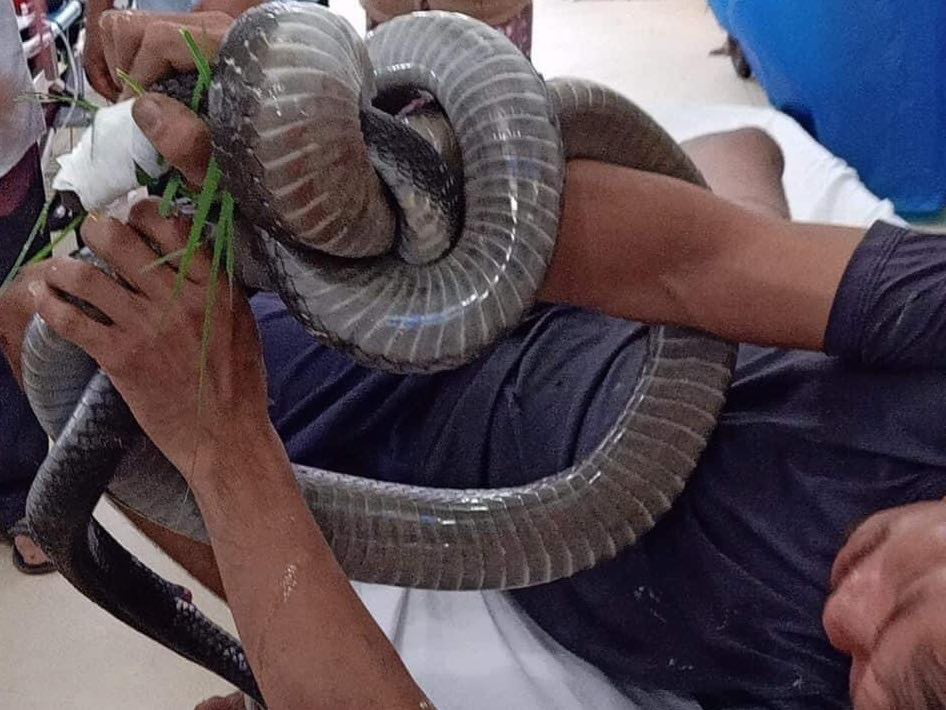 Vietnamese man P.V.T. holds onto a king cobra after being brought to the hospital in Tay Ninh Province, Vietnam, August 19, 2020. Photo: T.A. / Tuoi Tre