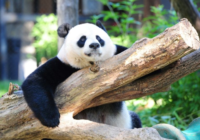 Giant panda Mei Xiang rests in her enclosure in August 2016 at the National Zoo in Washington. Photo: AFP