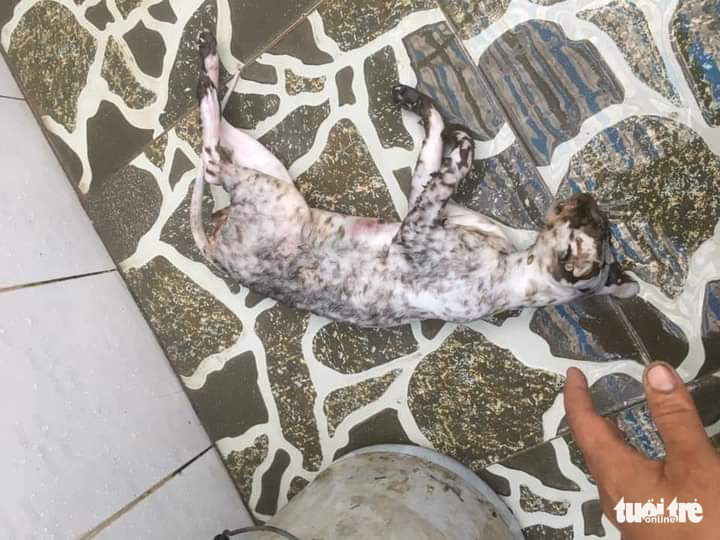 A dead animal that looks like a wildcat is seen in this photo uploaded to the Facebook account 'Huu Cuong Huynh' on August 23, 2020.