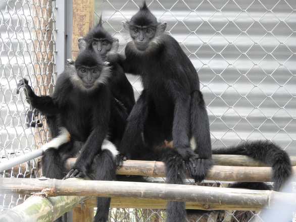 Endangered langurs born in captivity returned to wild in northern Vietnam