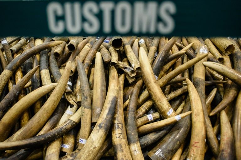 Seized elephant ivory tusks in Hong Kong. Photo: AFP