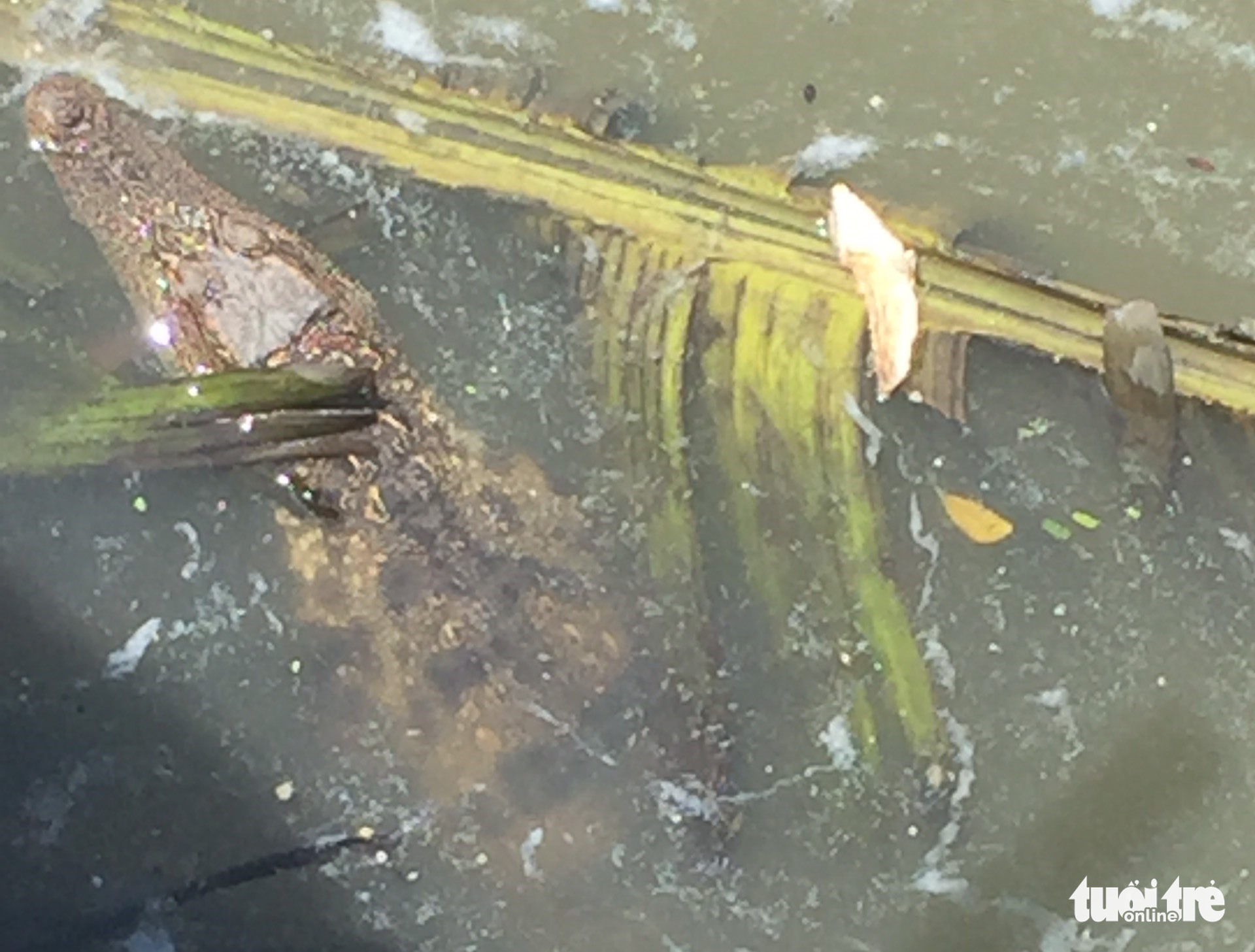 Authorities warn of alligators on the loose on Saigon River