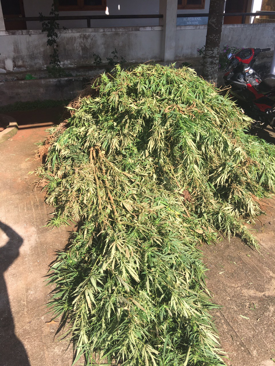 Cannabis trees are confiscated from a coffee plantation by police in Dak Nong Province, Vietnam, September 9, 2020. Photo: M.Q. / Tuoi Tre