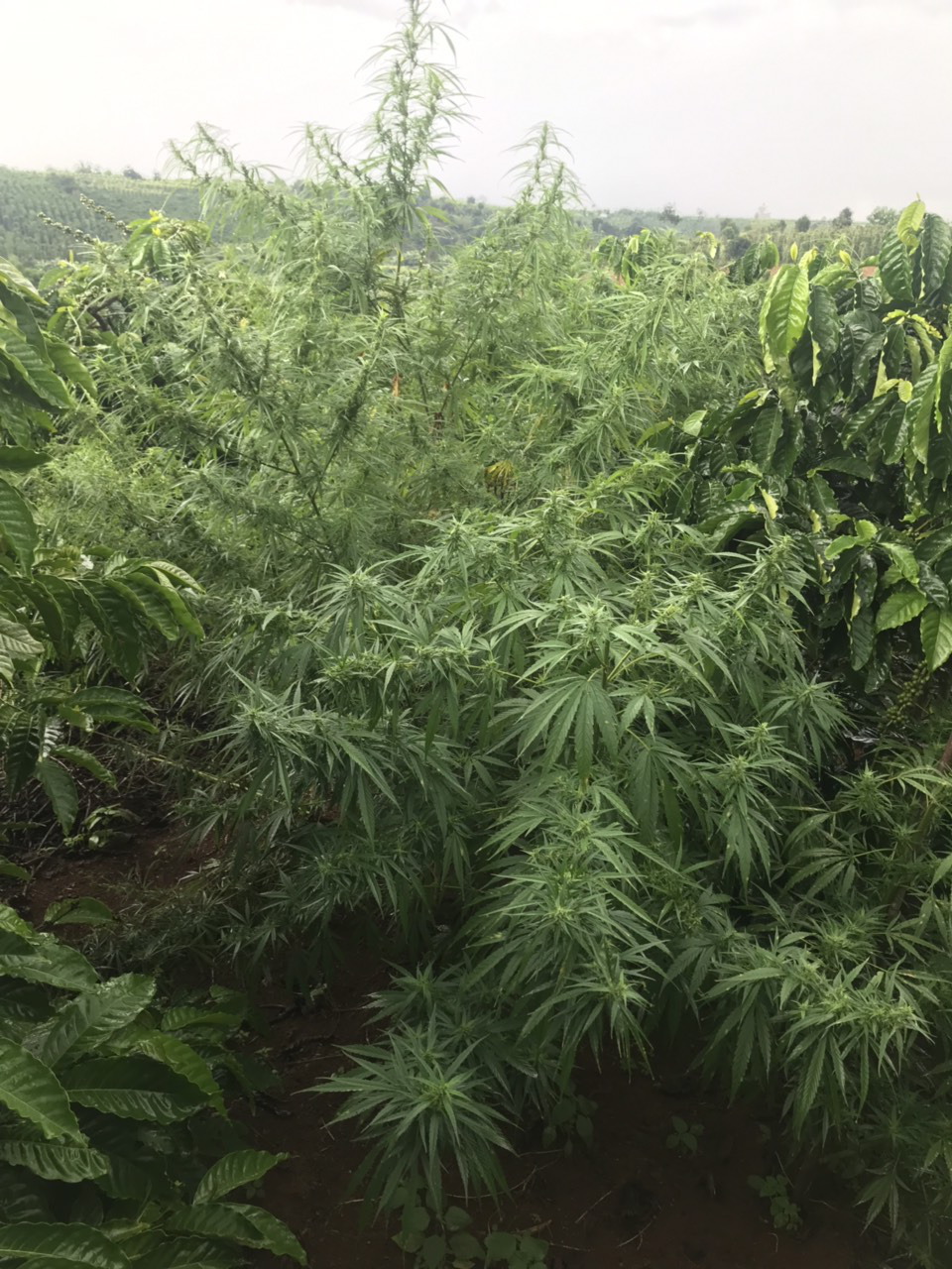 Woman caught growing over 180 cannabis plants in Vietnam’s Central Highlands