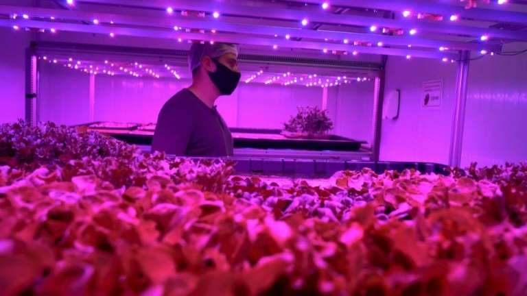 A worker tends to lettuce under artificial lights at the Pink Farms warehouse in Sao Paulo, Brazil, on August 28, 2020. Photo: AFP