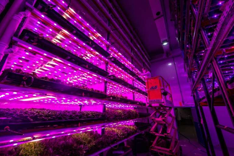 A worker tends to lettuce under artificial lights at the Pink Farms warehouse in Sao Paulo, Brazil, on August 28, 2020. Photo: AFP