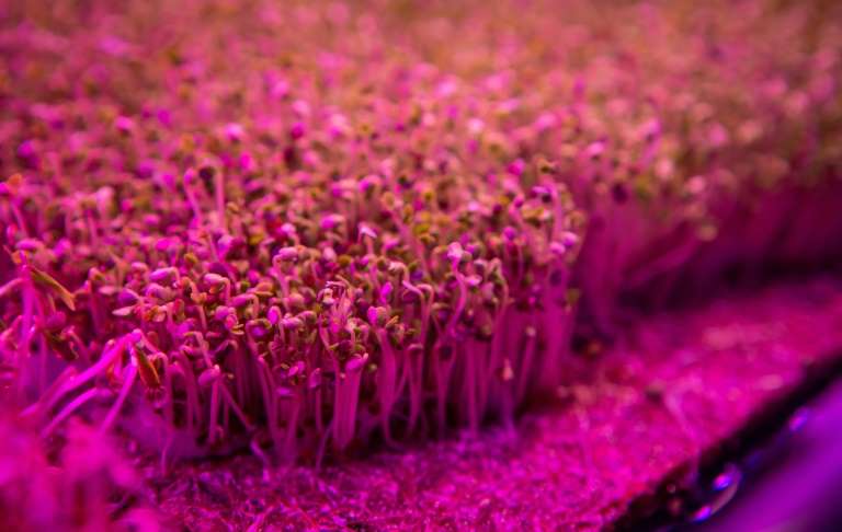 Seeds sprout under artificial lights at the Pink Farms warehouse in Sao Paulo, Brazil, on August 28, 2020. Photo: AFP