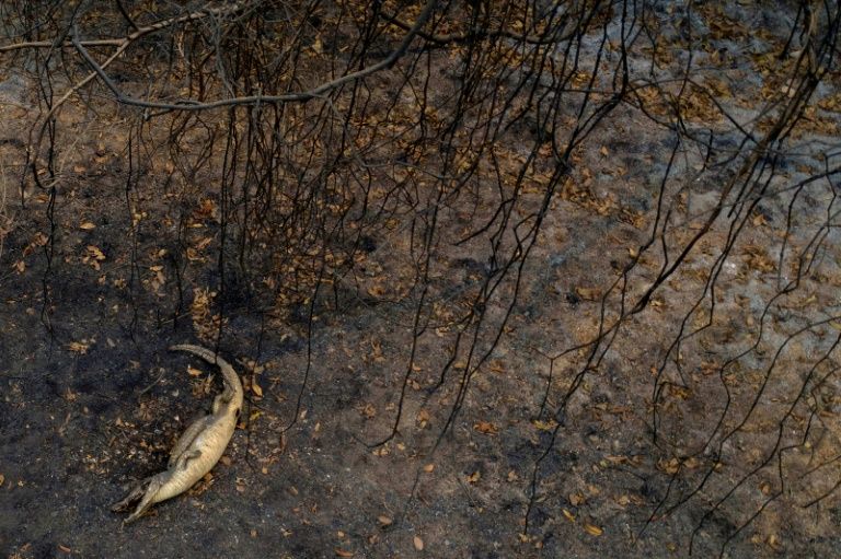 A dead alligator lies beside the Transpantaneira park road in the Pantanal wetlands in Mato Grosso state, Brazil, on September 14, 2020. Photo: AFP