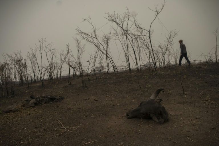 Tour guide Roberto Carvalho, 50, walks beside a buffalo carcass found inside a burnt area, while searching for signs of an injured jaguar at the wetland of Pantanal, Transpantaneira park road in Mato Grosso state, Brazil, on September 13, 2020. Photo: AFP