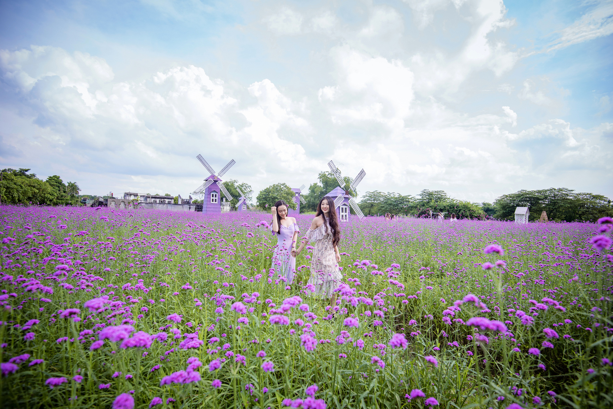 People visit a purpletop farm at the Long Bien flower plateau in Hanoi, Vietnam. Photo: Pham Tuan / Tuoi Tre