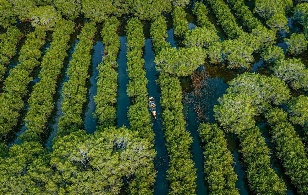 Mangrove forests reveal magnificent beauty in central Vietnam | Vietnam ...